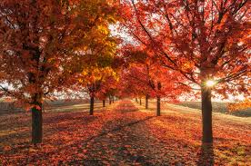 Falling Leaves, Fall Activities